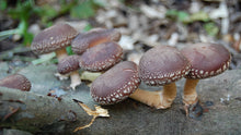 Load image into Gallery viewer, Shitake