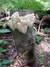 Load image into Gallery viewer, Lion's Mane