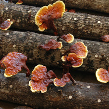 Load image into Gallery viewer, Mushroom Logs